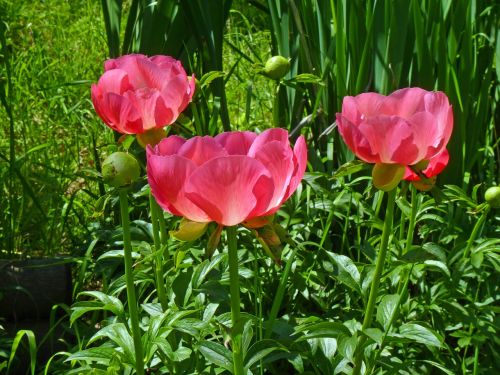 flower peony nature