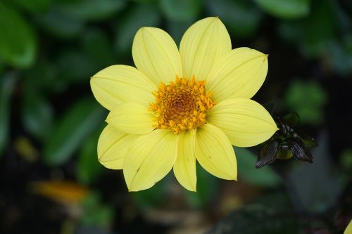 flower flora yellow flower