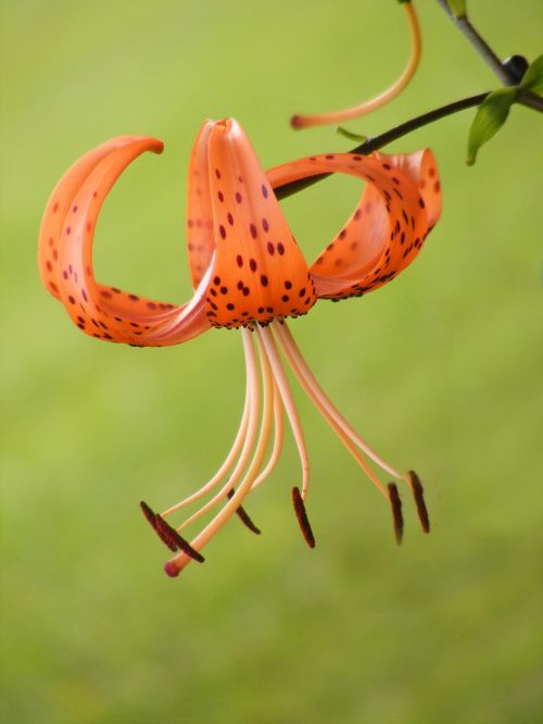flower tiger lilly bloom