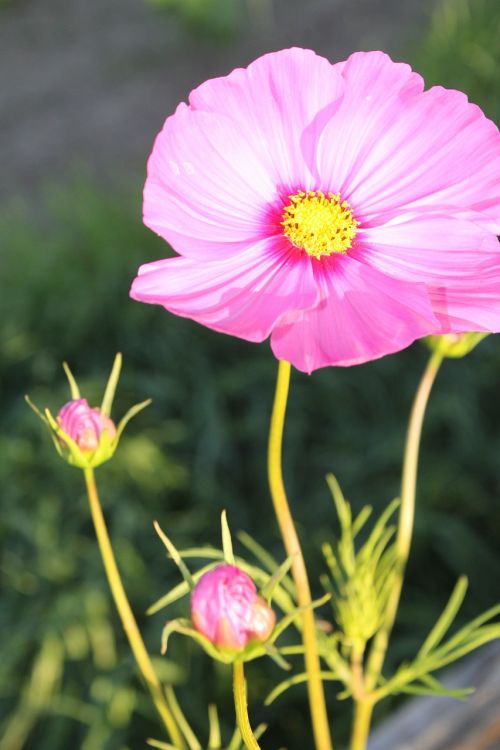 flower floral plant