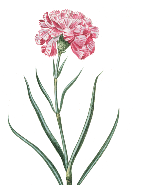 flower pink transparent