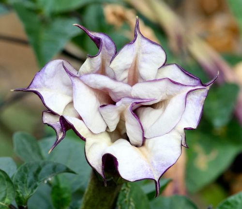 flower garden nature