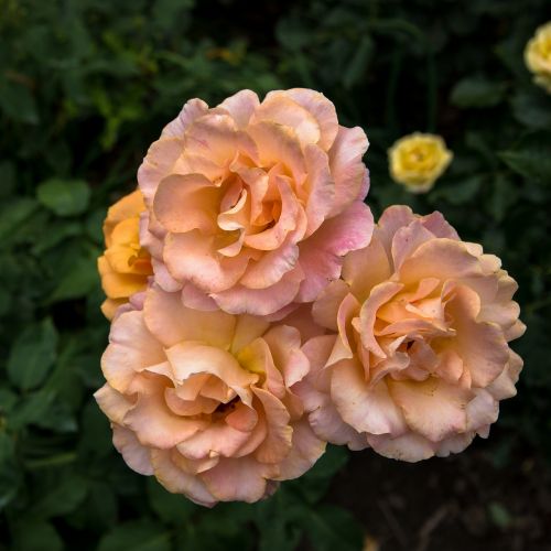 flower flora rose