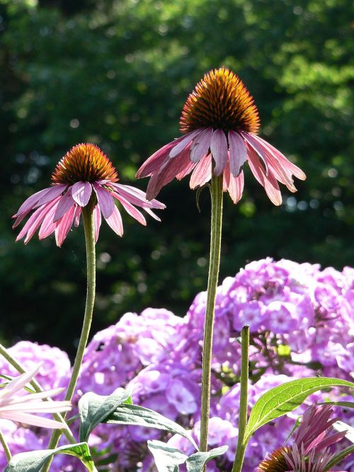 flower echinacea flower garden