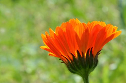 flower color orange flora