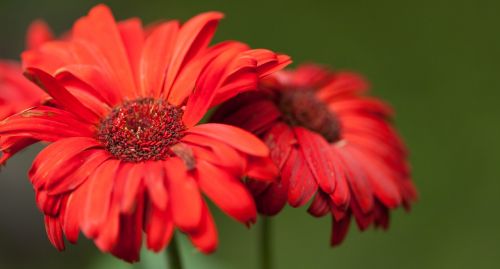 flower spring nature