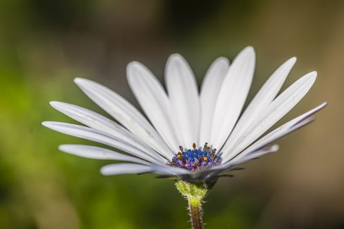 flower close white