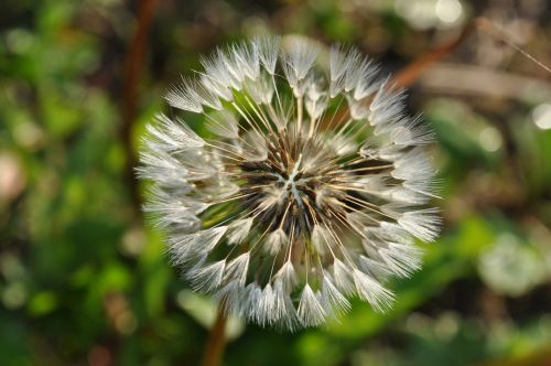 flower dandelion dry