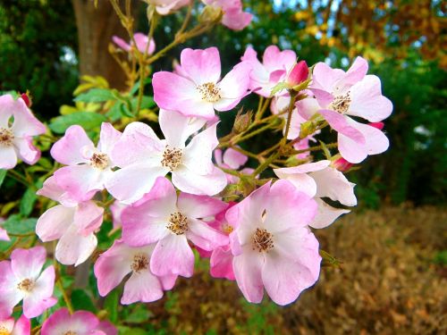 flower forest nature