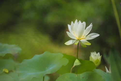 flower green nature