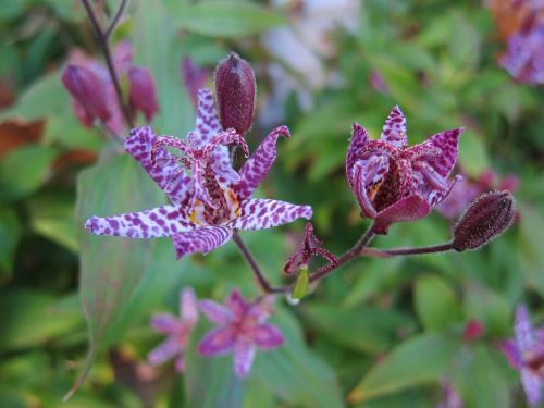 flower toad lily nature