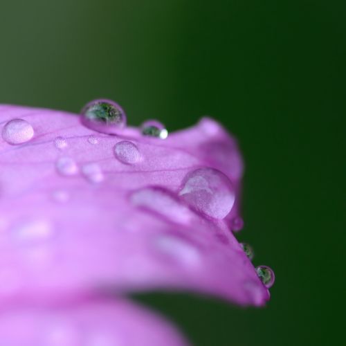 flower drop water