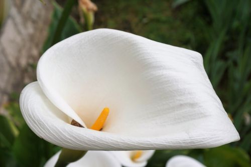 flower arum flora