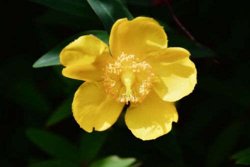 flower agrimony yellow flower