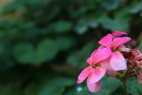 flower pink natur