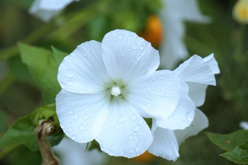 flower white flower flora