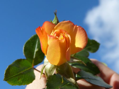 flower rosa yellow rose