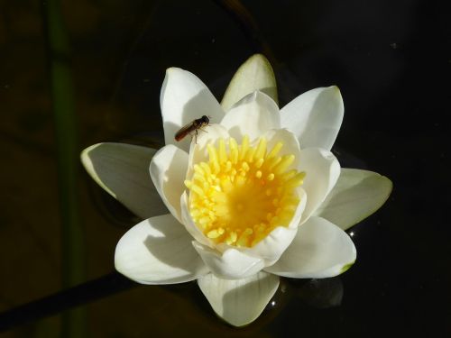 flower yellow water lily fly
