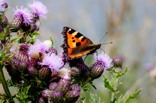 flower butterflies fauna