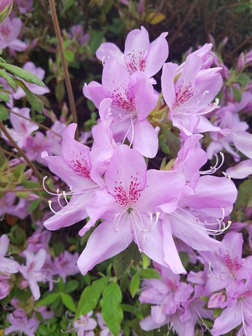 flower pink pink flowers