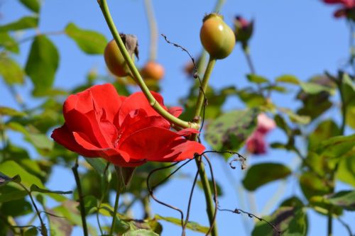 flower rose plant