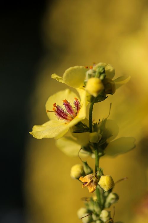 flower yellow flower mullein