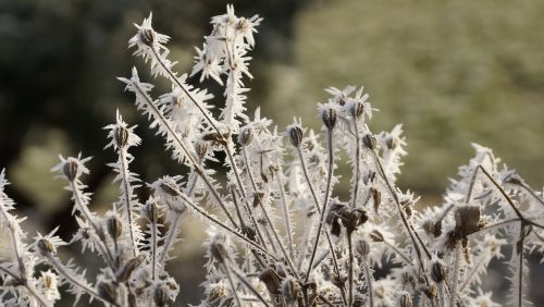 flower seeds winter