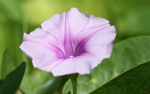 flower purple purple flowers