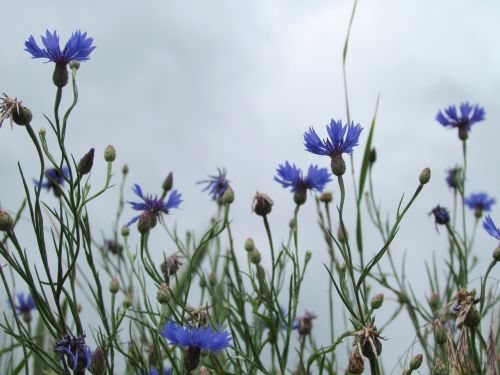 flower blue nature