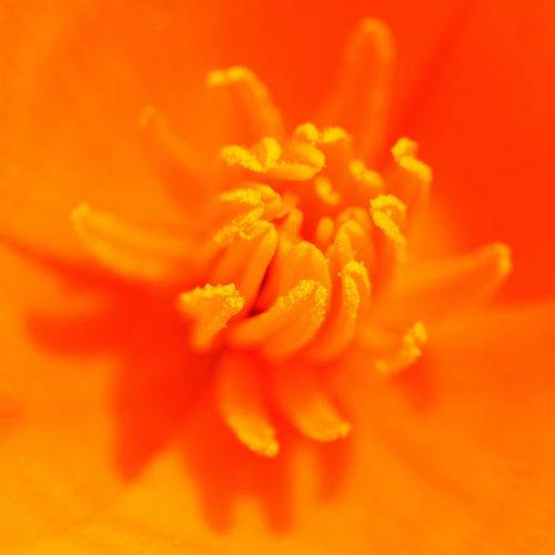 flower stamens orange