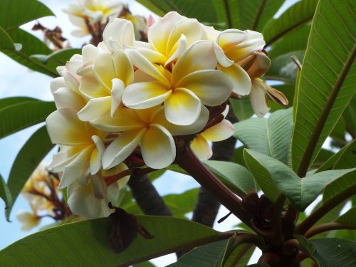 flower tree nature