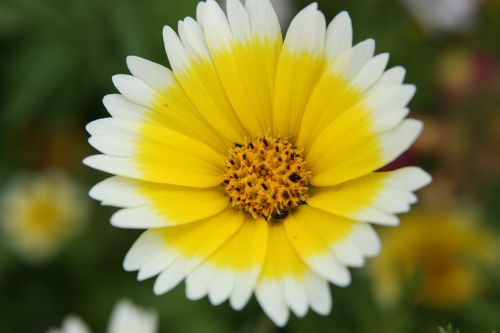 flower yellow blossom