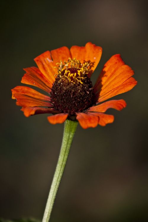 flower pollen leaves