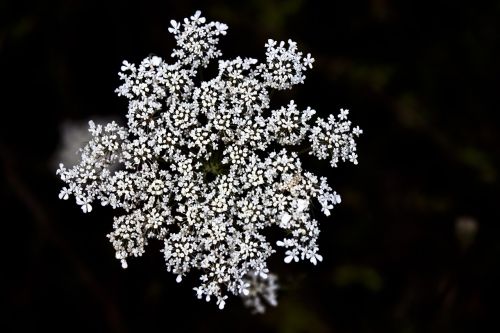 flower white spring