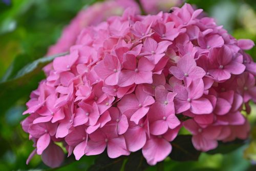 flower hydrangea pink hydrangea