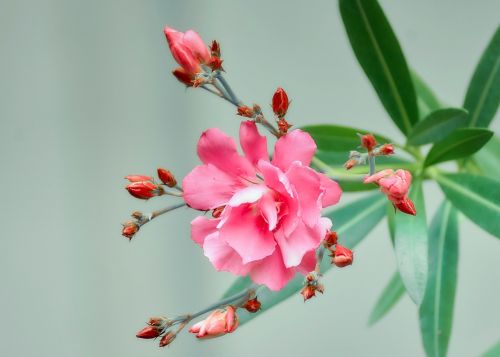 flower plant pink