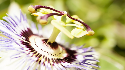 flower macro nature