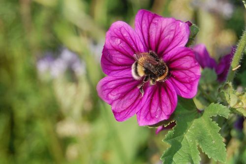 flower nature eifel