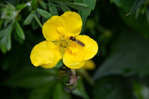 flower insect nature