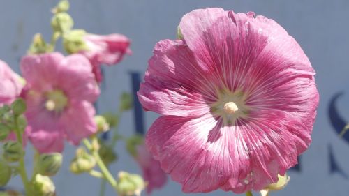 flower hollyhock nature