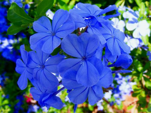 flower blue green