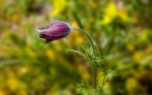 flower plant nature