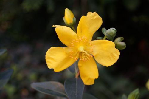 blossom bloom plant