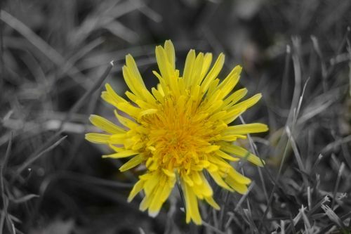 flower yellow yellow flowers