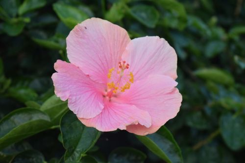 flower pink pretty