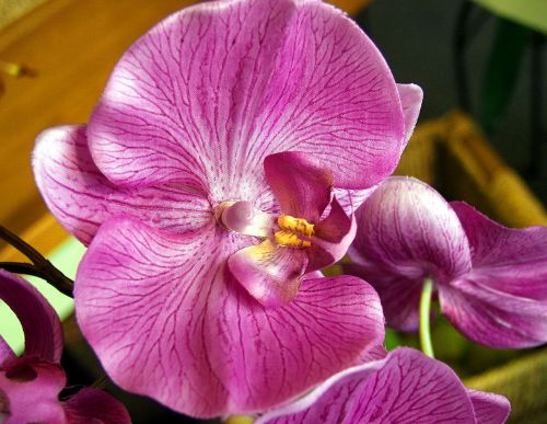 flower magenta orchid closeup