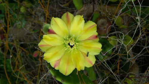 flower sandbank cactus