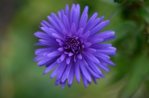 flower nature garden