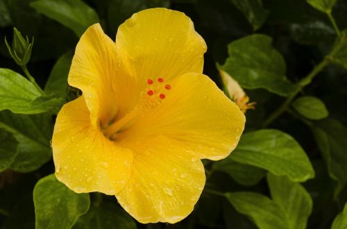 flower yellow flowers