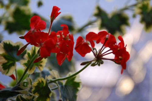 flower wildflower floral